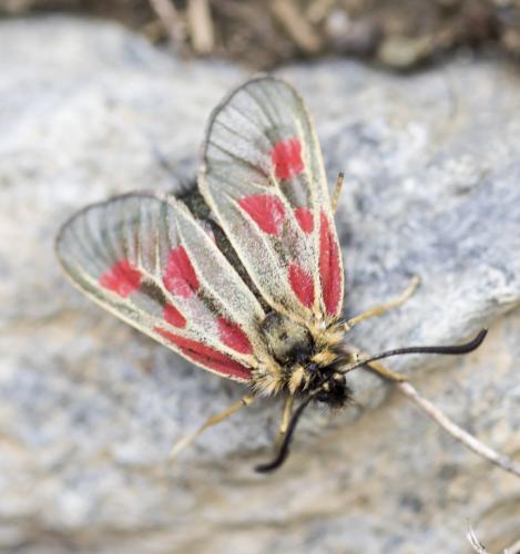 Réf. 190 752 : Zygaena exulans
